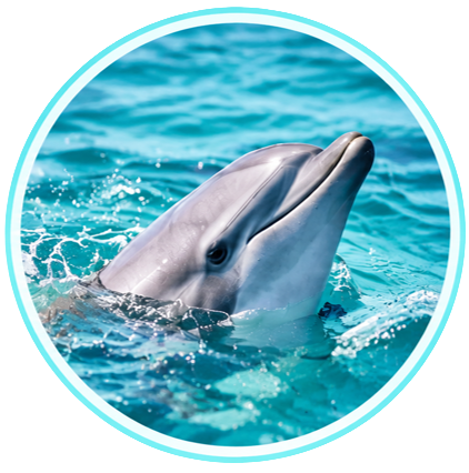 Dolphin swimming in clear Gulf waters